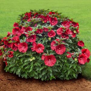 Hardy Hibiscus Plants