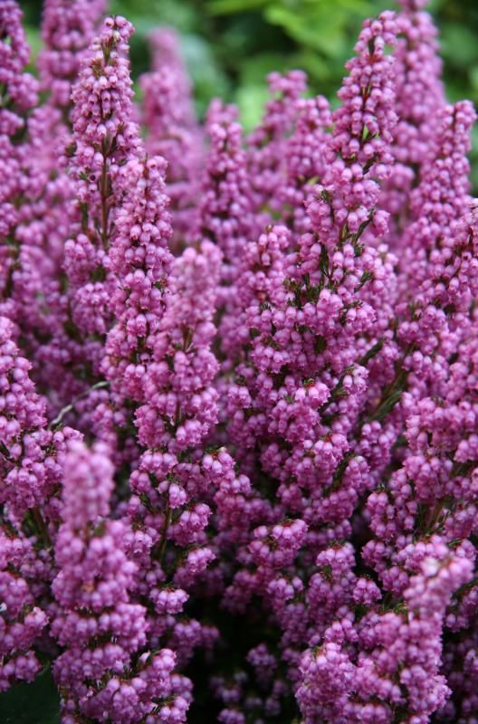 Heather Plant: A Symbol of Resilience and Natural Beauty
