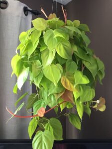 Heartleaf Philodendron Care