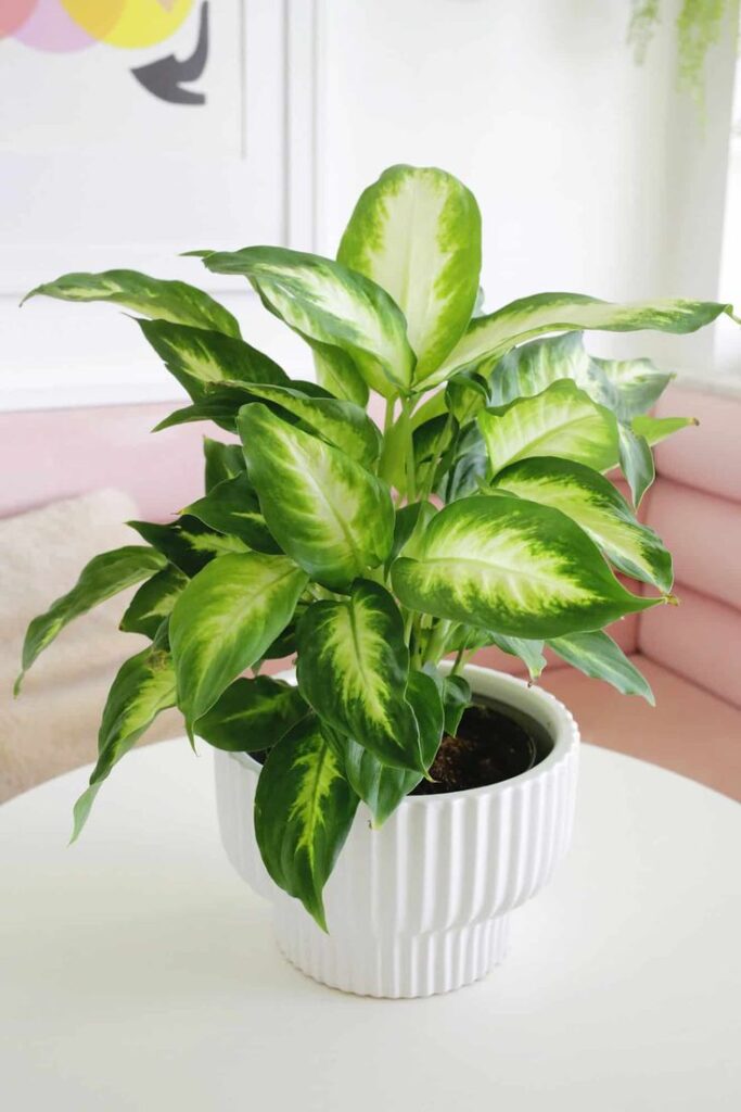 Dumb Cane Plant (Dieffenbachia