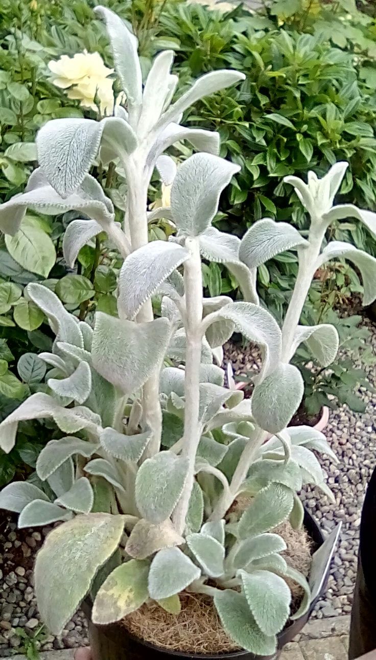 lambs ear plant care