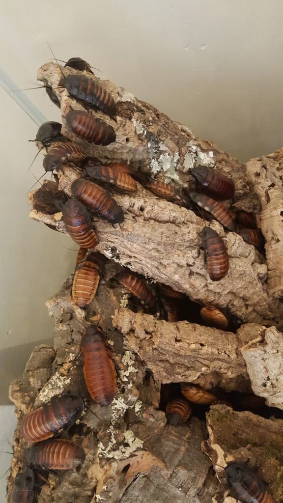 Bugs That Look Like Cockroaches