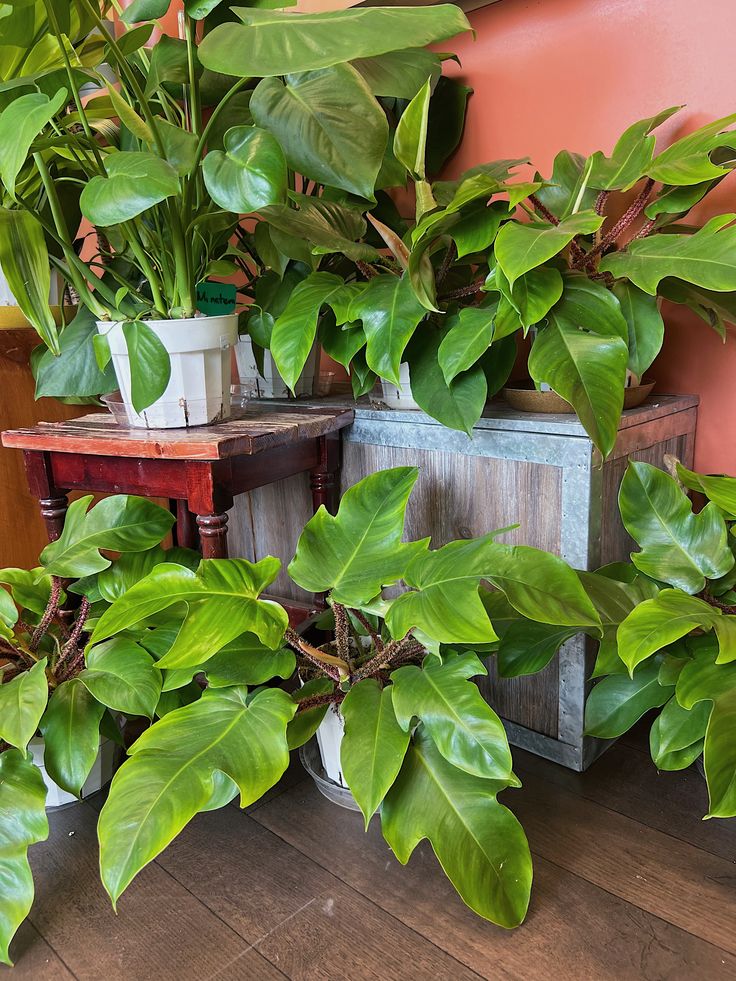 The Enduring Appeal of Philodendrons: Nature’s Green Sculptures for Indoor Living