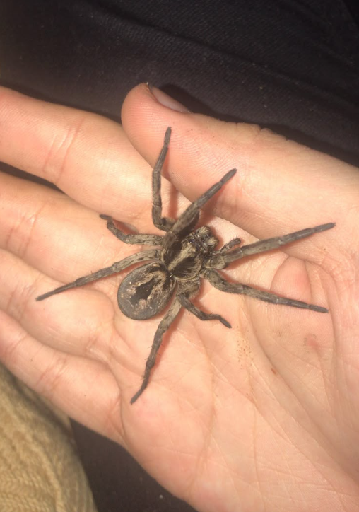 The Truth About Wolf Spiders: Nature’s Skilled Hunters