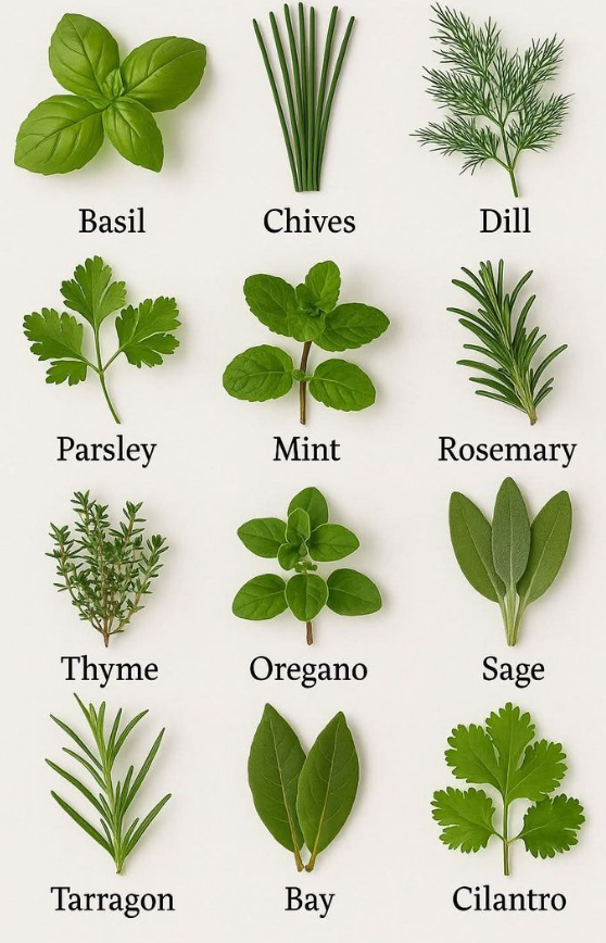 types of plants, plant types, different plants, common plants, plant name, list of plants, plants list, names of plants, plants and names, houseplants, garden plants, indoor plants, outdoor plants, flowering plants, shrubs, trees, herbs, vegetables, succulents, ferns, climbers, creepers, ground cover, aquatic plants, native plants, evergreen plants, deciduous plants, perennials, annuals, biennials, plant identification