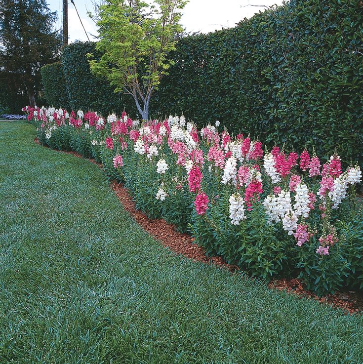 Snapdragons and Antirrhinum Plants in Seasonal and Perennial Planting