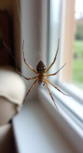 The World of Small Spiders: Understanding the Tiny Brown Visitors in Our Homes