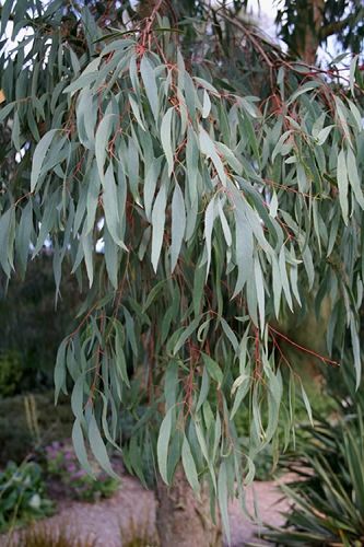 Eucalyptus tree