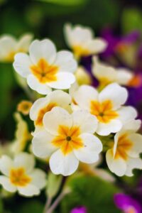 Primrose Flower
