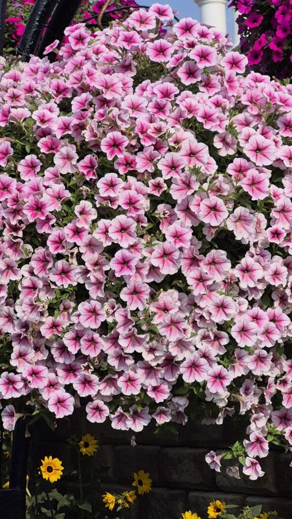 Petunia Flowers: Colorful Blooms That Thrive in Pots, Baskets, and Gardens