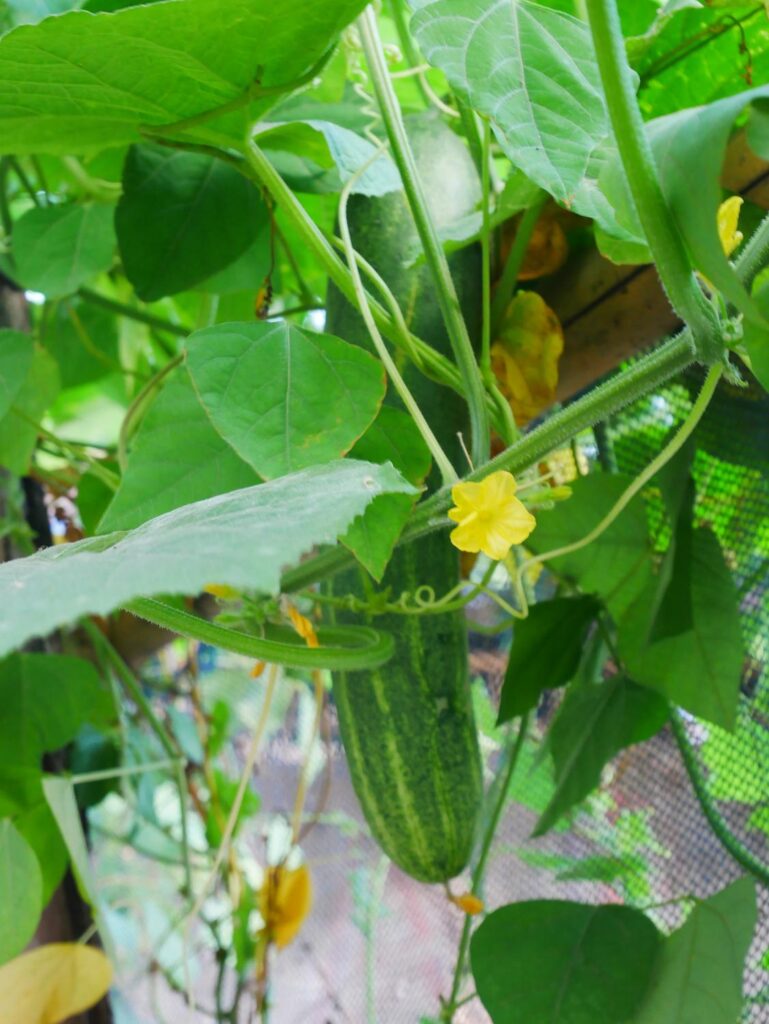 cucumber companion plants, companion plants for cucumbers, companion planting cucumbers, companion plant for cucumber, companion plants for cucumber, what to plant with cucumbers, what to plant next to cucumbers, what grows well with cucumbers, what to grow with cucumbers, companion planting for cucumbers, cucumber garden planning, vegetable companion planting, mixed vegetable garden, organic gardening methods, sustainable gardening, garden biodiversity, pollinator friendly plants, pest control plants, natural garden balance, soil health gardening, vegetable garden design, raised bed gardening, allotment gardening, backyard gardening USA, home gardening UK, warm season vegetables, cucumber growing tips, garden plant relationships, crop compatibility, interplanting vegetables, eco friendly gardening, garden planting strategies, vegetable garden layout, small space gardening, plant compatibility