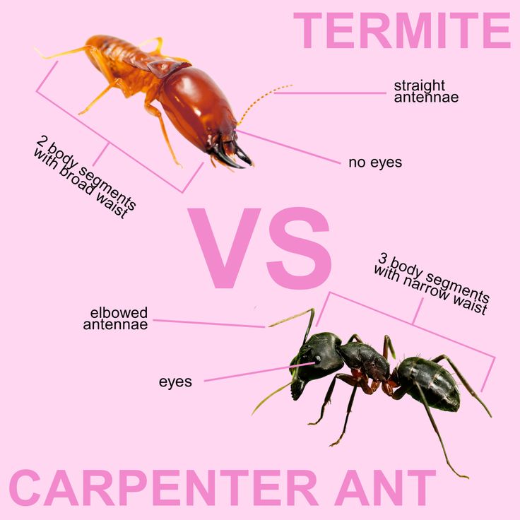 Termites vs Ants: How to Tell the Difference and Why It Matters in UK and USA Homes