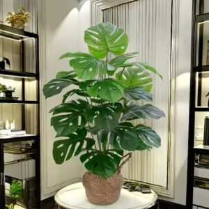 Big, Bold, and Green: Why Large Leaf Plants Are Taking Over Modern Homes