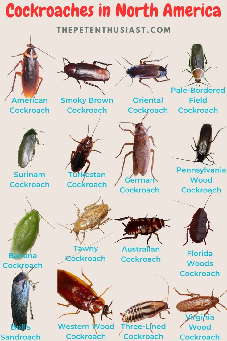 Exploring the World of Centipedes: Types, Characteristics, and Diversity