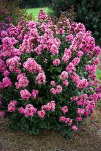 pink flower bush