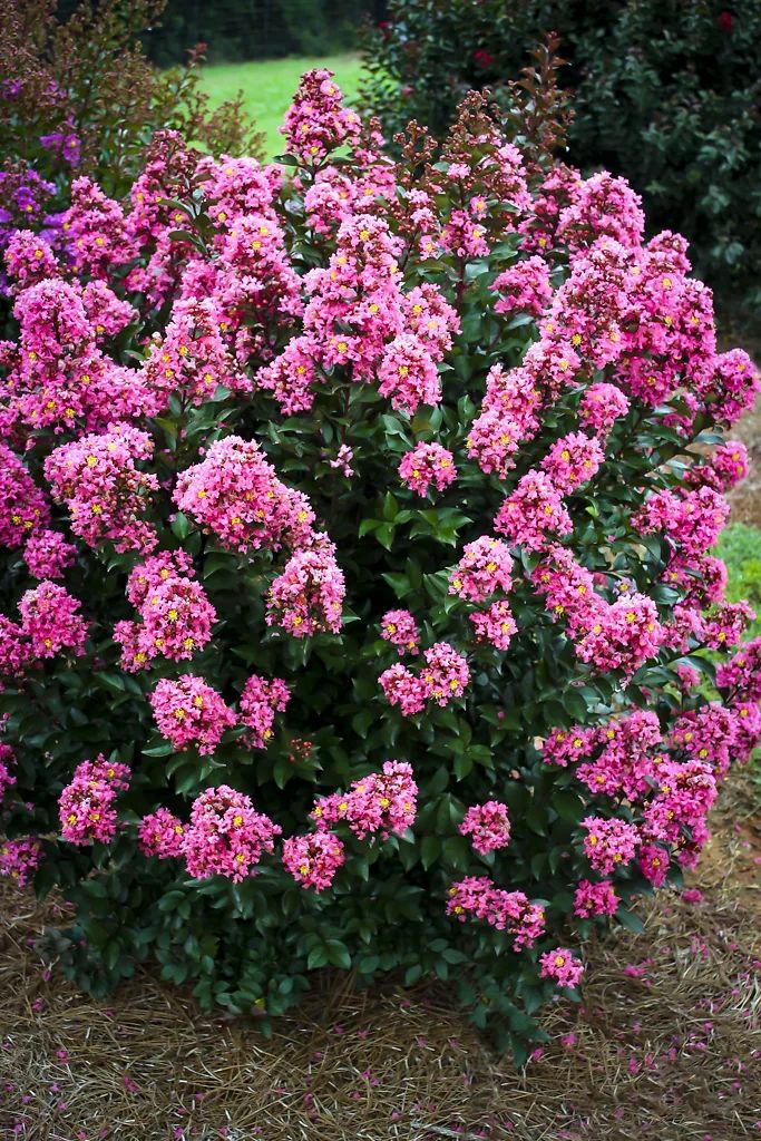 pink flower bush