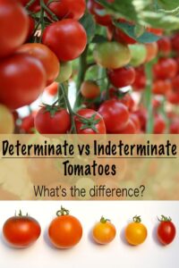Indeterminate Tomatoes and the Real Difference Between Determinate vs Indeterminate Varieties