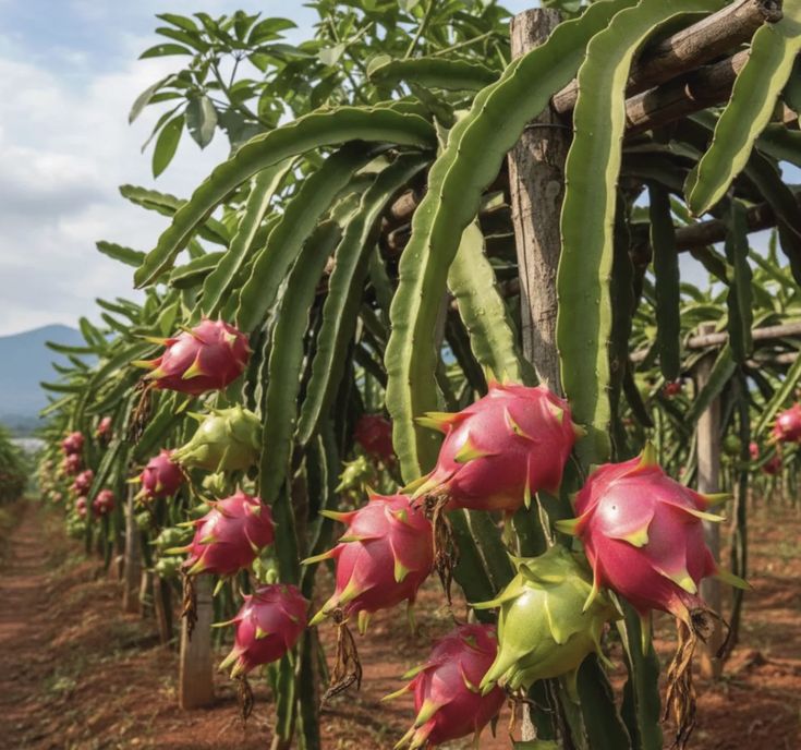 Cultivating Dragon Fruit in the USA