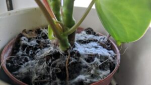 Mold on Plant Soil