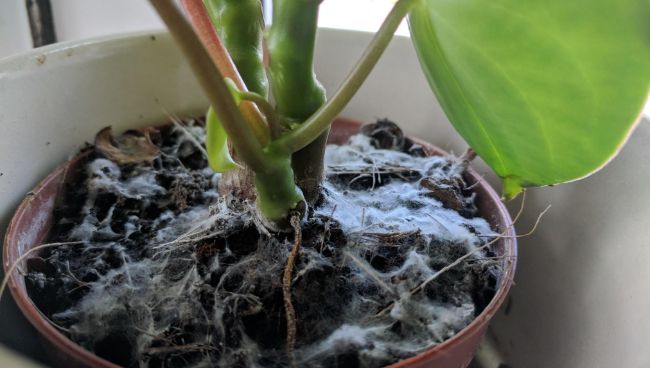 Mold on Plant Soil