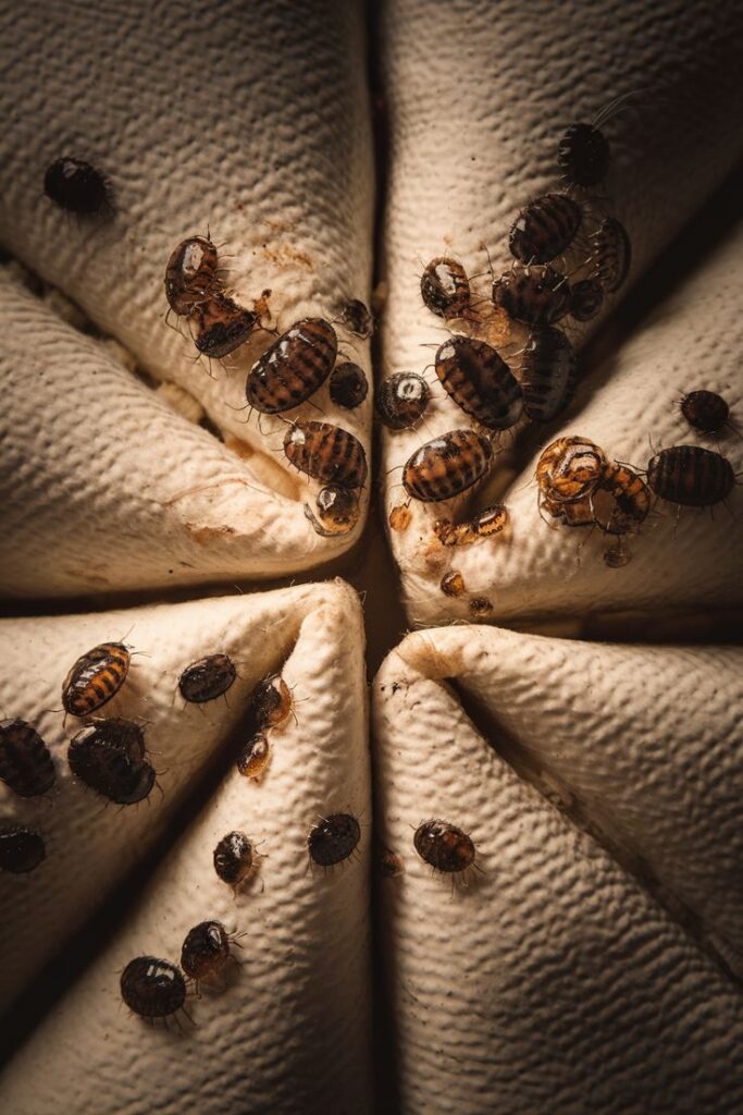 bat bugs and bed bugs