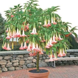 Angel Trumpet Plants in Gardens