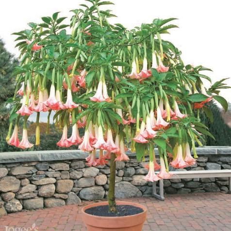 Angel Trumpet Plants in Gardens