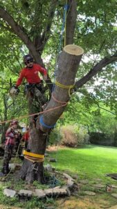 Practical Side of Tree Services