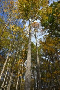 Hickory Tree: Species, Bark, Leaves and Nut Guide