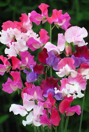 sweetpea flower