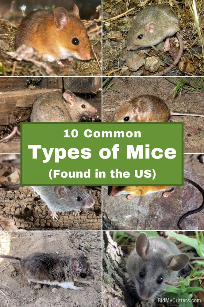 House Mice: Understanding the Types, Habits, and Species