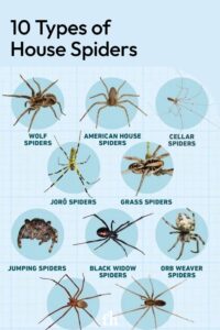 Types of House Spiders