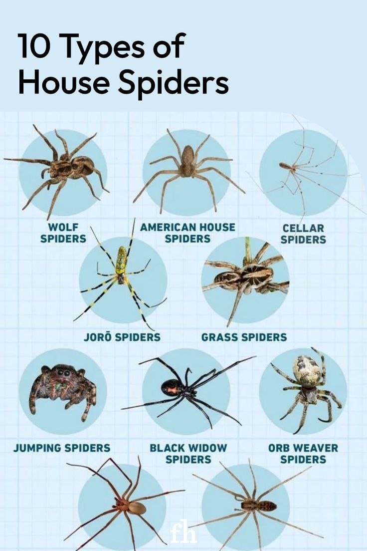 Types of House Spiders