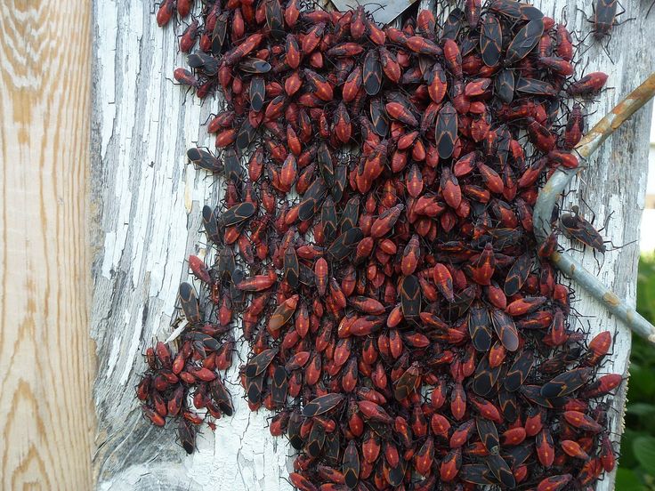 Tiny Red Bugs: Understanding the Common Little Red Insects Around Your Home