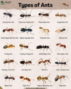 Different Types of Ants: Identification, Varieties, and Characteristics