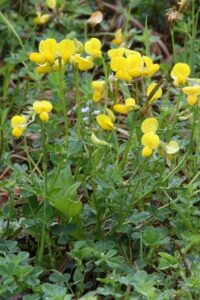 Yellow Weed Flowers: Common Weeds with Yellow Flowers and How to Manage Them