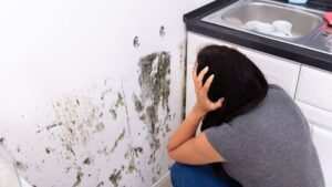 Understanding Mold Mites and Household Infestations