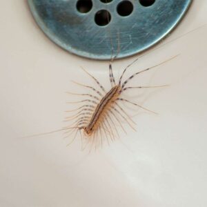 Centipedes in the Home: Diet, Behavior, and Safety