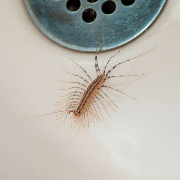 Centipedes in the Home: Diet, Behavior, and Safety