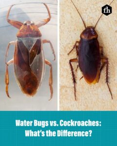 Understanding Water Bugs and Cockroaches: Differences, Habits, and Identification