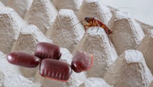 Understanding Roach Eggs: Identification, Lifecycle, and Control