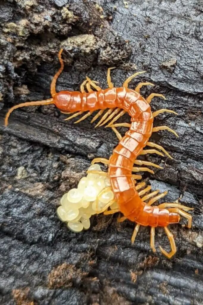 what do centipedes eat silverfish centipede baby house centipede apartment centipede centipedes in house what do house centipedes eat centipides insect with many legs
