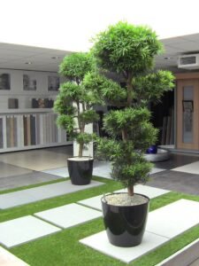 Podocarpus in American Landscapes: Growth, Height, and Common Varieties Explained