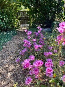 Clarkia Flower?