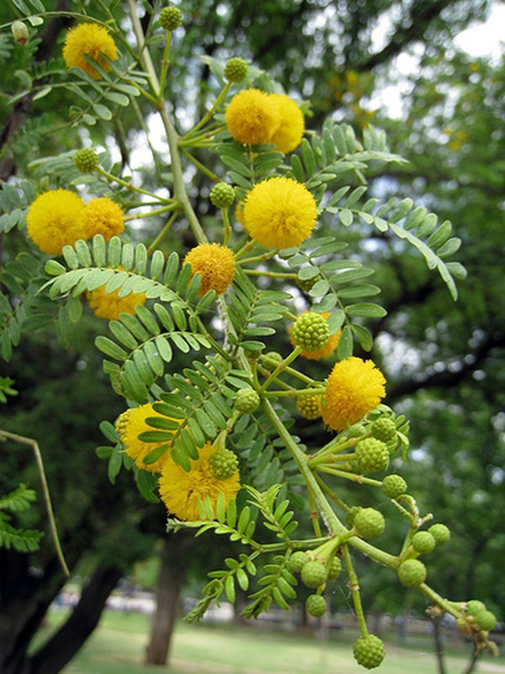 acacia plants, acacia tree, acacia shrub, acacias, acacia field, drought tolerant plants, landscape trees, ornamental shrubs, sustainable landscaping, xeriscaping plants, native style gardens, water wise gardening, flowering trees, yellow flowering trees, desert landscaping, low maintenance plants, eco friendly landscaping, backyard landscaping, garden design, landscape architecture, pollinator friendly plants, soil improvement plants, climate resilient plants, drought resistant shrubs, acacia species, acacia benefits, outdoor landscaping, residential landscaping, commercial landscaping, sustainable gardens, heat tolerant plants, flowering shrubs, environmental conservation, USA landscaping, ornamental trees
