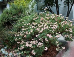 Eriogonum