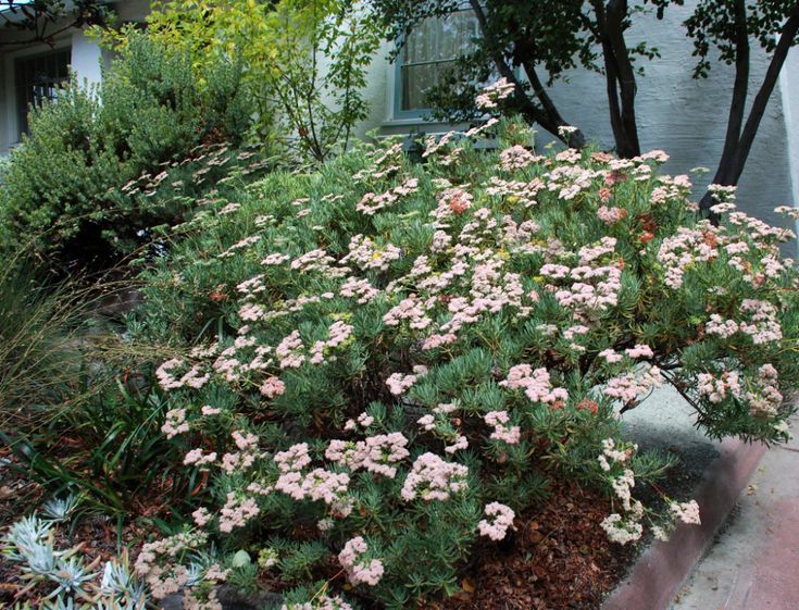 Eriogonum