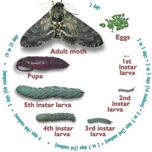tomato hornworm life cycle tomato worm life cycle life cycle of horned tomato worm life cycle of a tomato horn worm life cycle of tomato hornworm tomato hornworm chrysalis tomato bug life cycle life cycle of the tomato hornworm tomato caterpillar life cycle life cycle tomato hornworm