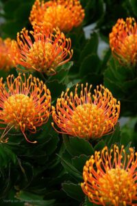 pincushion protea plant pin cushion protea leucospermum protea pincushion pincushion flower protea pincushion protea protea pincushion plant protea pin cushion pincushion leucospermum red pin cushion protea