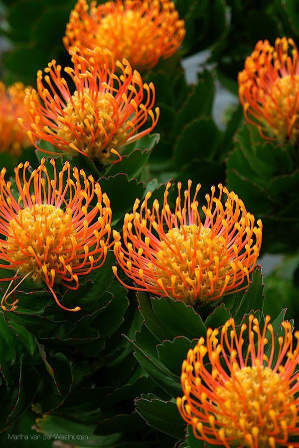 pincushion protea plant pin cushion protea leucospermum protea pincushion pincushion flower protea pincushion protea protea pincushion plant protea pin cushion pincushion leucospermum red pin cushion protea
